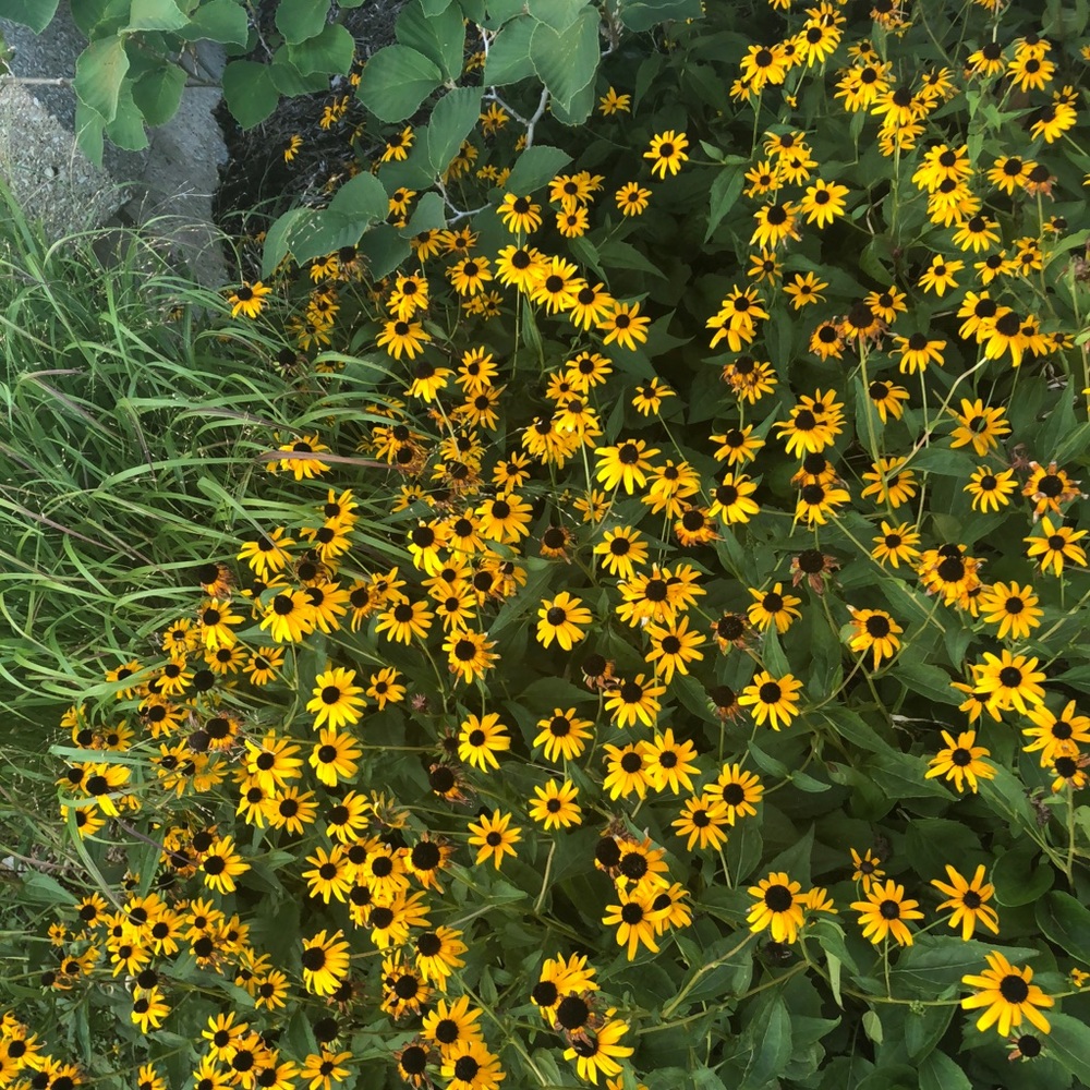 Meet your Posher, Sharee